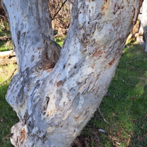 Eucalyptus mannifera at Majura, ACT - 24 Aug 2023