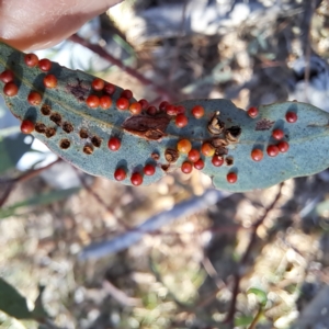 Eucalyptus insect gall at Majura, ACT - 24 Aug 2023