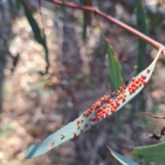 Eucalyptus insect gall at Majura, ACT - 24 Aug 2023