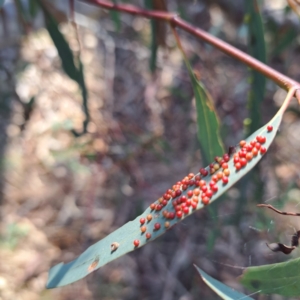Eucalyptus insect gall at Majura, ACT - 24 Aug 2023