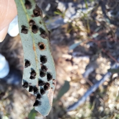 Eucalyptus insect gall at Mount Majura - 24 Aug 2023 by abread111