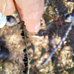 Eucalyptus insect gall at Majura, ACT - 24 Aug 2023