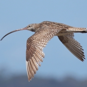 Numenius madagascariensis at Cleveland, QLD - 25 Aug 2023 11:57 AM