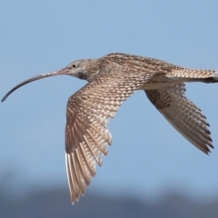 Numenius madagascariensis (Eastern Curlew) at Cleveland, QLD - 25 Aug 2023 by TimL