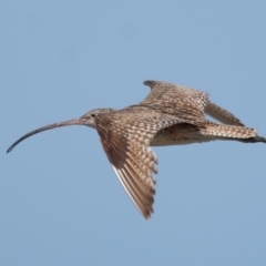 Numenius madagascariensis at Cleveland, QLD - 25 Aug 2023 11:57 AM