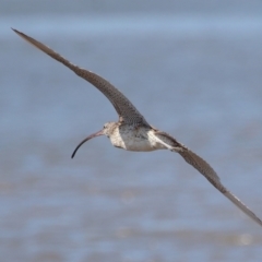 Numenius madagascariensis at Cleveland, QLD - 25 Aug 2023 11:57 AM