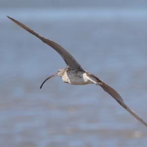 Numenius madagascariensis at Cleveland, QLD - 25 Aug 2023 11:57 AM
