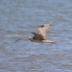 Numenius madagascariensis at Cleveland, QLD - 25 Aug 2023 11:57 AM