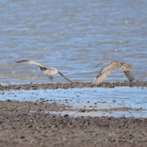 Numenius madagascariensis at Cleveland, QLD - 25 Aug 2023 12:09 PM