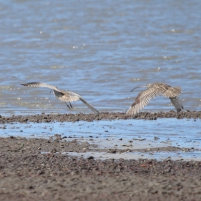 Numenius madagascariensis (Eastern Curlew) at Cleveland, QLD - 25 Aug 2023 by TimL