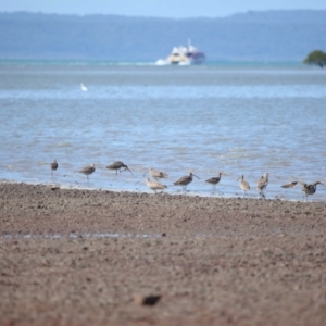 Numenius madagascariensis at Cleveland, QLD - 25 Aug 2023 12:09 PM