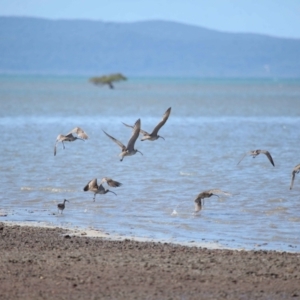 Numenius madagascariensis at Cleveland, QLD - 25 Aug 2023 12:09 PM