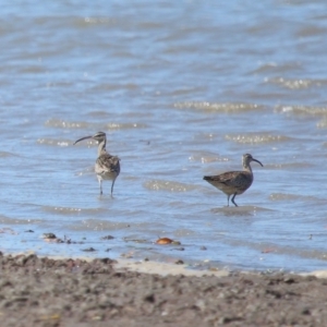 Numenius phaeopus at Cleveland, QLD - 25 Aug 2023 12:09 PM