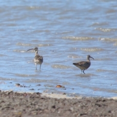 Numenius phaeopus (Whimbrel) at Cleveland, QLD - 25 Aug 2023 by TimL