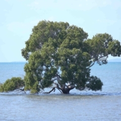Avicennia marina subsp. australasica (Grey Mangrove) at Cleveland, QLD - 25 Aug 2023 by TimL