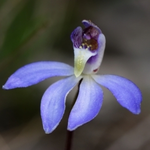 Cyanicula caerulea at Canberra Central, ACT - suppressed