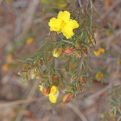 Hibbertia calycina (Lesser Guinea-flower) at Bruce Ridge - 21 Aug 2023 by ConBoekel