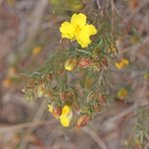 Hibbertia calycina at Bruce, ACT - 21 Aug 2023