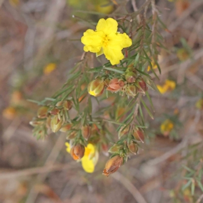 Hibbertia calycina (Lesser Guinea-flower) at Bruce, ACT - 21 Aug 2023 by ConBoekel