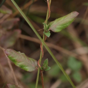 Lonicera japonica at Bruce, ACT - 21 Aug 2023