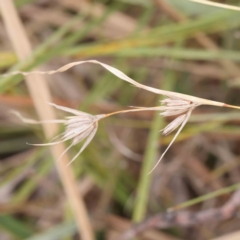 Themeda triandra (Kangaroo Grass) at Bruce Ridge to Gossan Hill - 21 Aug 2023 by ConBoekel