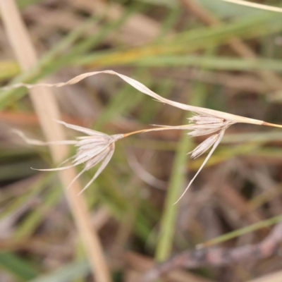 Themeda triandra (Kangaroo Grass) at Bruce Ridge to Gossan Hill - 21 Aug 2023 by ConBoekel