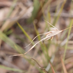 Themeda triandra at Bruce, ACT - 21 Aug 2023