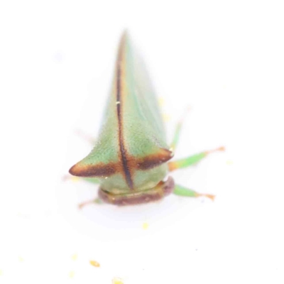 Sextius virescens (Acacia horned treehopper) at Bruce Ridge to Gossan Hill - 21 Aug 2023 by ConBoekel