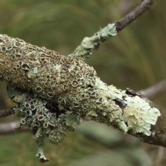 Flavoparmelia sp. (Flavoparmelia Lichen) at Bruce, ACT - 21 Aug 2023 by ConBoekel