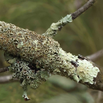 Flavoparmelia sp. (Flavoparmelia Lichen) at Bruce Ridge to Gossan Hill - 21 Aug 2023 by ConBoekel