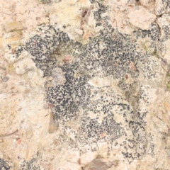 Unverified Lichen, Moss or other Bryophyte at Bruce, ACT - 21 Aug 2023 by ConBoekel