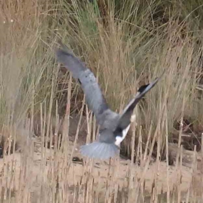 Microcarbo melanoleucos (Little Pied Cormorant) at Bruce, ACT - 21 Aug 2023 by ConBoekel