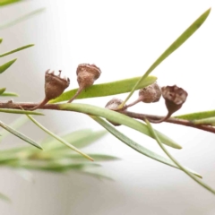 Kunzea ericoides (Burgan) at Bruce Ridge to Gossan Hill - 21 Aug 2023 by ConBoekel