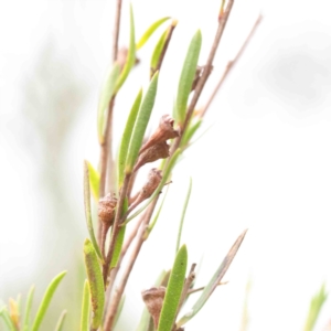 Kunzea ericoides at Bruce, ACT - 21 Aug 2023