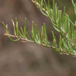 Kunzea ericoides at Bruce, ACT - 21 Aug 2023