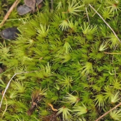 Unidentified Moss, Liverwort or Hornwort at Bruce, ACT - 21 Aug 2023 by ConBoekel