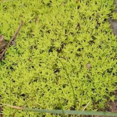 Unidentified Lichen, Moss or other Bryophyte at Bruce, ACT - 21 Aug 2023 by ConBoekel