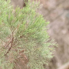 Callitris endlicheri at Bruce, ACT - 21 Aug 2023