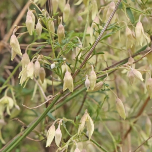 Clematis leptophylla at Bruce, ACT - 21 Aug 2023 10:49 AM