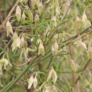 Clematis leptophylla at Bruce, ACT - 21 Aug 2023