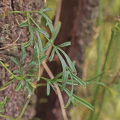 Clematis leptophylla at Bruce, ACT - 21 Aug 2023