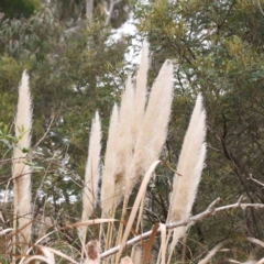 Cortaderia selloana (Pampas Grass) at Bruce Ridge to Gossan Hill - 21 Aug 2023 by ConBoekel