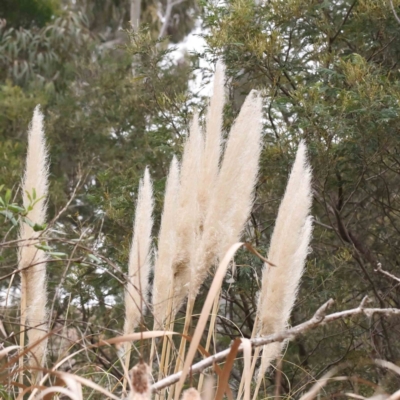 Cortaderia selloana (Pampas Grass) at Bruce Ridge to Gossan Hill - 21 Aug 2023 by ConBoekel
