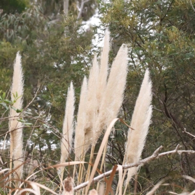 Cortaderia selloana (Pampas Grass) at Bruce, ACT - 21 Aug 2023 by ConBoekel