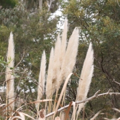 Cortaderia selloana (Pampas Grass) at Bruce, ACT - 21 Aug 2023 by ConBoekel