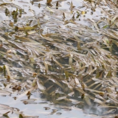 Potamogeton sp. (Pondweed) at Bruce Ridge - 21 Aug 2023 by ConBoekel