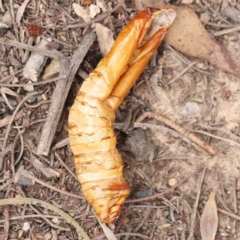 Hepialidae (family) IMMATURES (Unidentified IMMATURE Swift or Ghost Moth) at Bruce Ridge to Gossan Hill - 21 Aug 2023 by ConBoekel