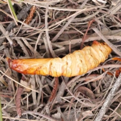 Hepialidae (family) IMMATURES at Bruce, ACT - 21 Aug 2023