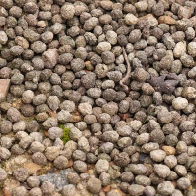 Oryctolagus cuniculus (European Rabbit) at Bruce Ridge to Gossan Hill - 21 Aug 2023 by ConBoekel