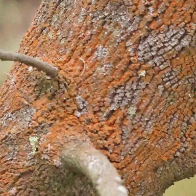 Unidentified Lichen, Moss or other Bryophyte at Bruce, ACT - 21 Aug 2023 by ConBoekel